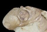 Bargain Kainops Trilobite With Bryozoan - Oklahoma #42847-1